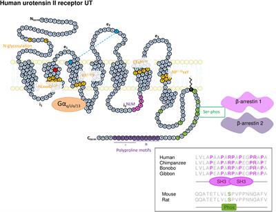 The G Protein-Coupled Receptor UT of the Neuropeptide Urotensin II Displays Structural and Functional Chemokine Features